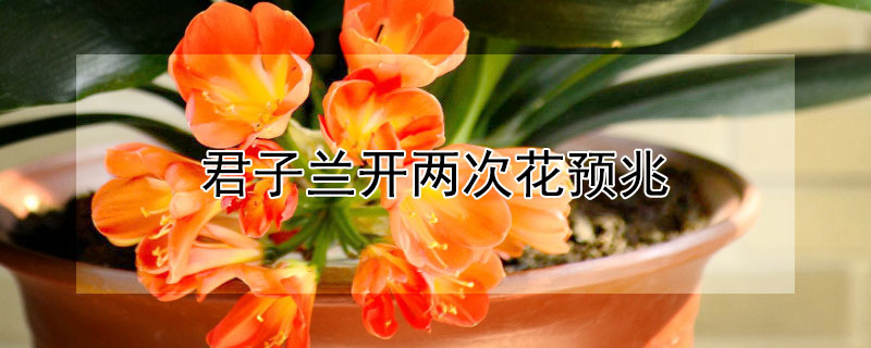 君子兰开两次花预兆