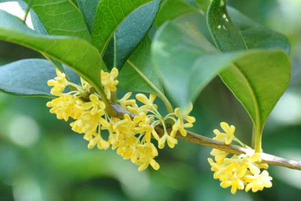 桂花枯黄是怎么回事