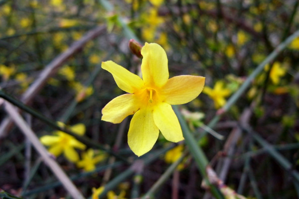 迎春花根怎么生根