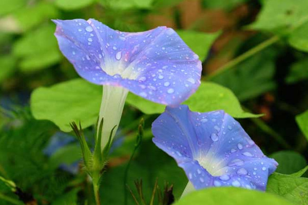 牵牛花冬天枯萎后怎么处理