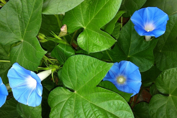 牵牛花根部叶子蔫了