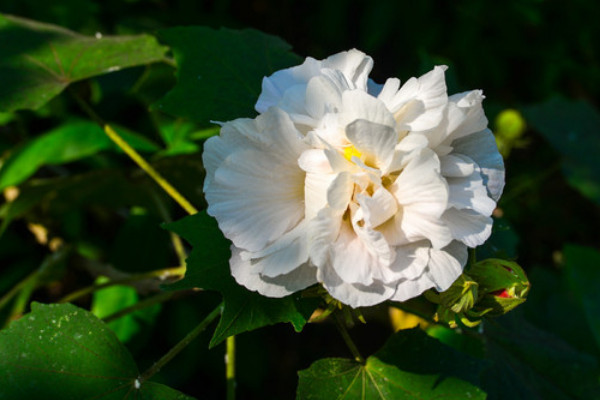 芙蓉花根部蔫倒伏什么原因