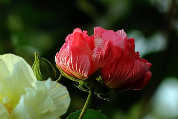 盆栽芙蓉花可以家养吗