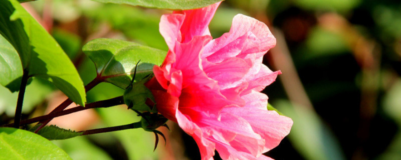 芙蓉花长长就死是咋回事