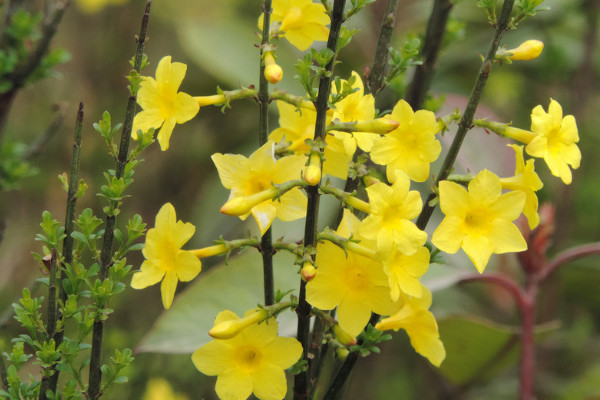 迎春花干叶怎么回事