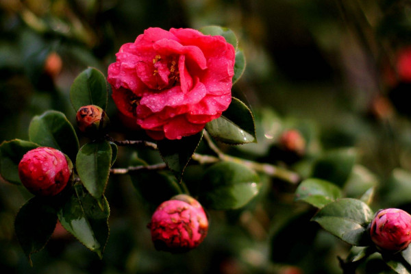 茶花春节能开花吗