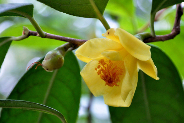 茶花春节能开花吗