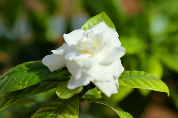 栀子花的花语和象征