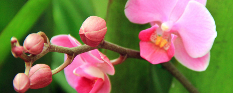 蝴蝶兰开花后怎么剪枝