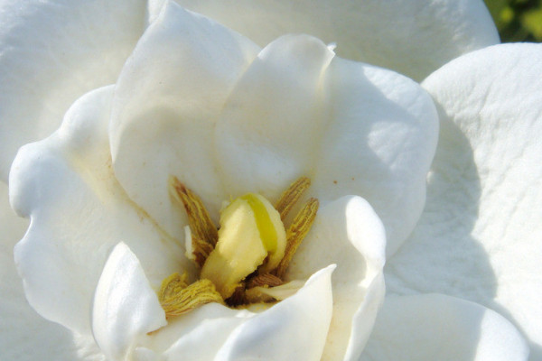 枙子花怎样水培生根