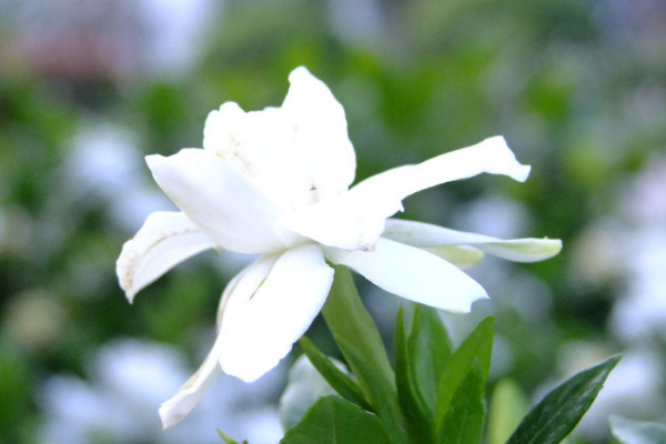 栀子花在什么季节开花