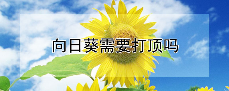 向日葵需要打顶吗