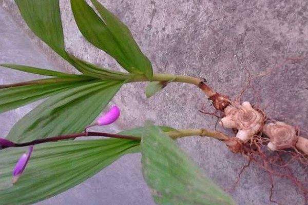 怎样种植白芨