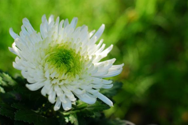 怎样才能菊花枝杆壮