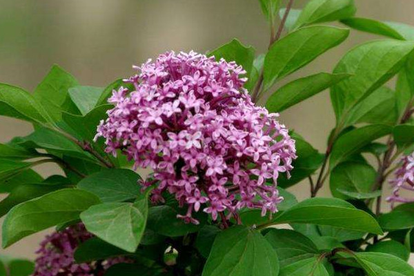 丁香花的香味是怎样的