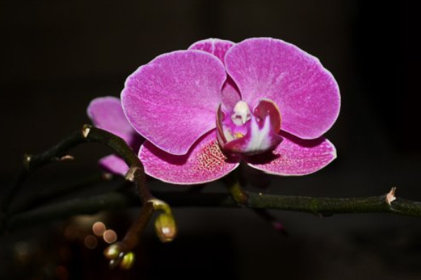 蝴蝶兰开花的季节是什么时候