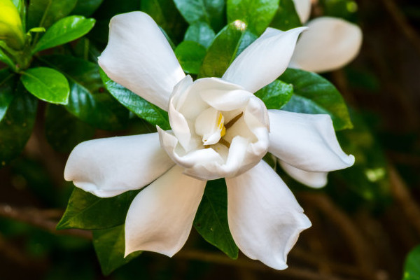 栀子花刚换盆怎么浇水