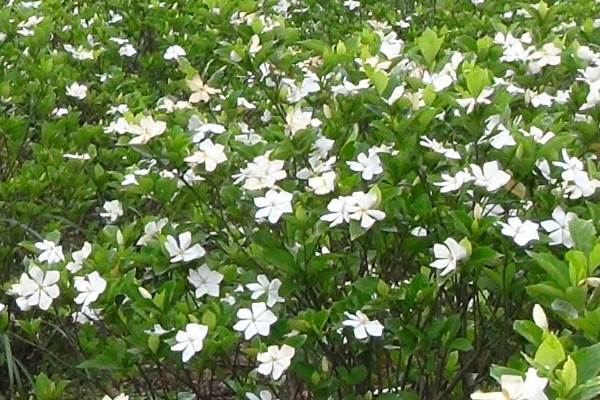 栀子花春天怎么修剪