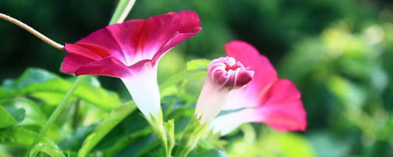 牵牛花的花苞为什么会掉了