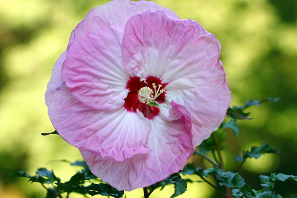 芙蓉花栽叶能不能活