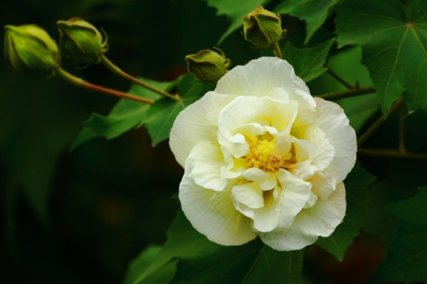 芙蓉花养在室内有毒吗