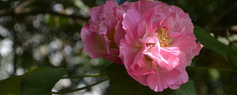 芙蓉花喜欢酸性土还是碱性土