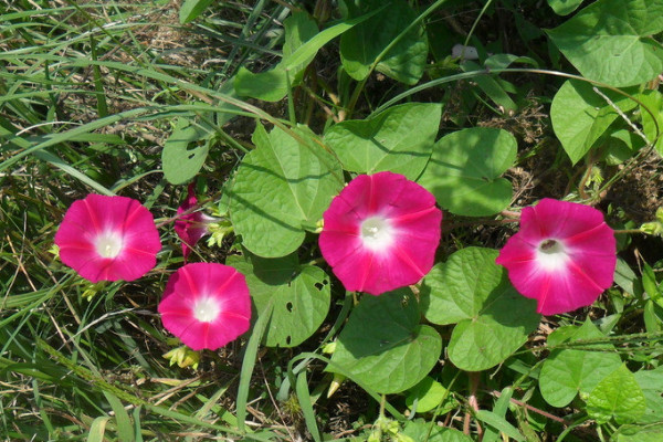 牵牛花种子要浸泡多久