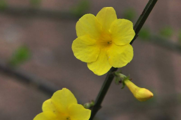 迎春花又称什么花