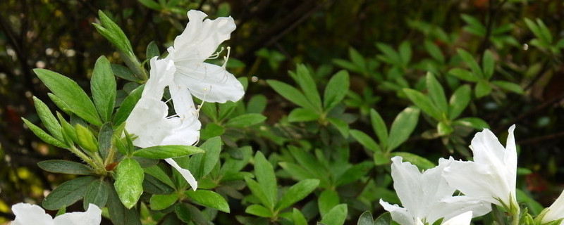 杜鹃花枝条有刺吗