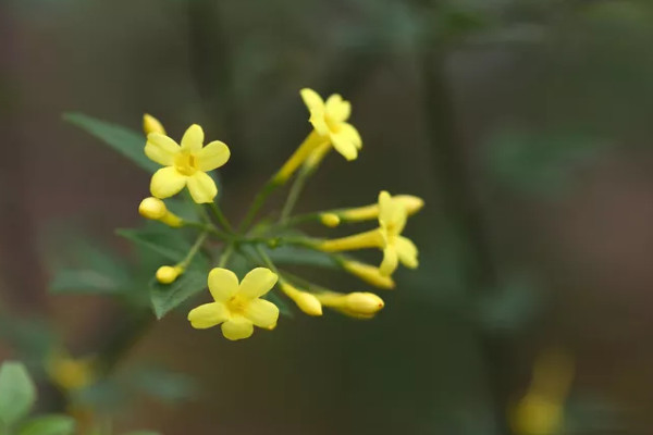 迎春花冬天能剪枝吗