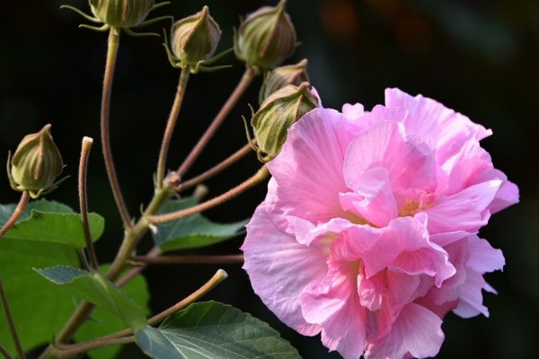 芙蓉花根部能泡水生根吗