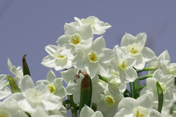 水仙花怎样叫它开花