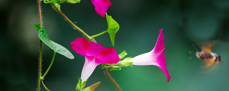 牵牛花冬季在室内开花吗