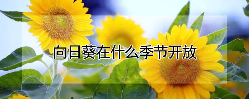 向日葵在什么季节开放