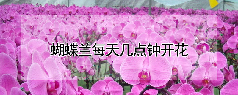 蝴蝶兰每天几点钟开花