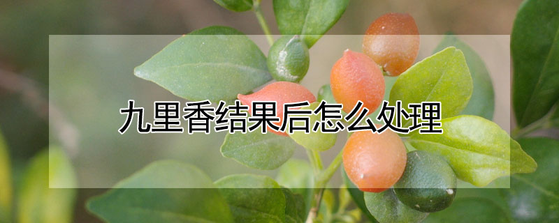 九里香结果后怎么处理