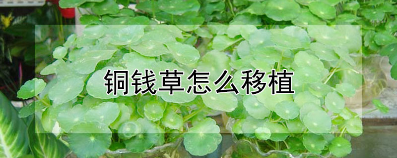 铜钱草怎么移植