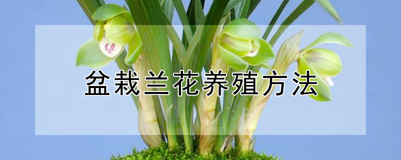 盆栽兰花养殖方法