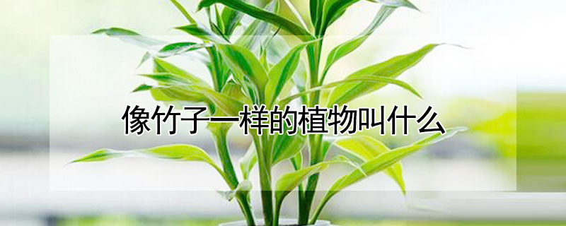 像竹子一样的植物叫什么