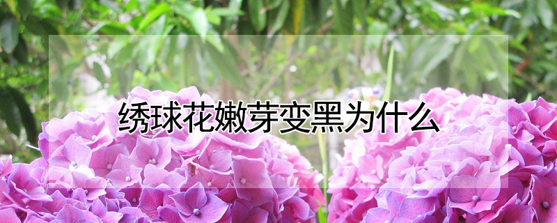 绣球花嫩芽变黑为什么