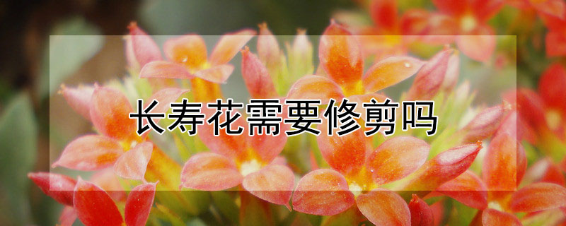 长寿花需要修剪吗