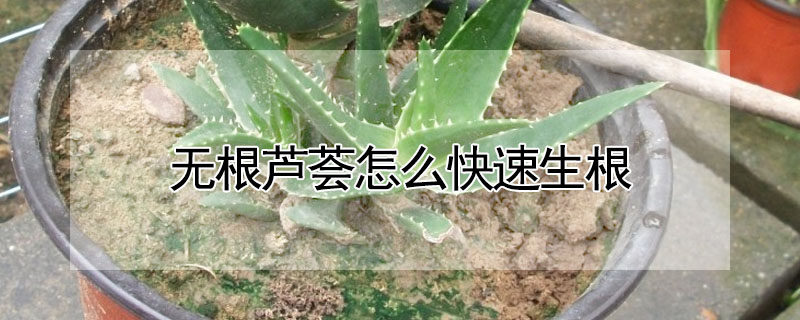 无根芦荟怎么快速生根