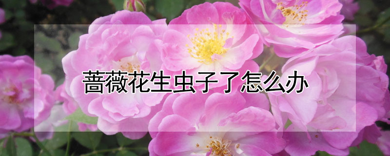 蔷薇花生虫子了怎么办