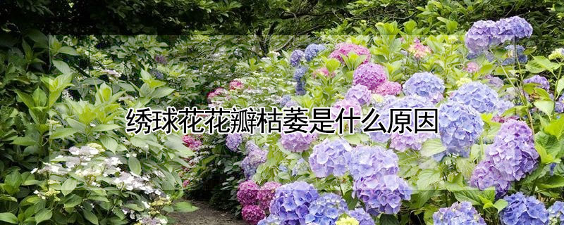 绣球花花瓣枯萎是什么原因