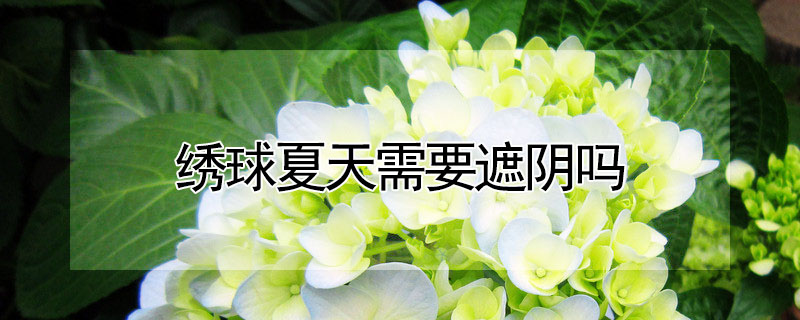 绣球夏天需要遮阴吗