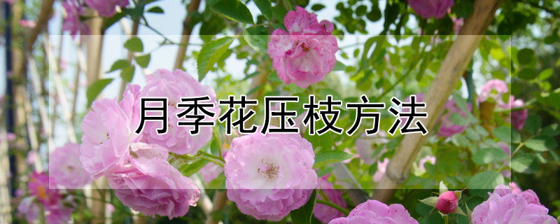 月季花压枝方法