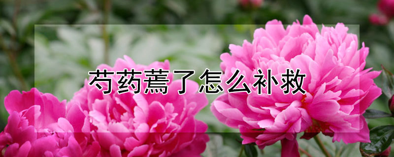 芍药蔫了怎么补救