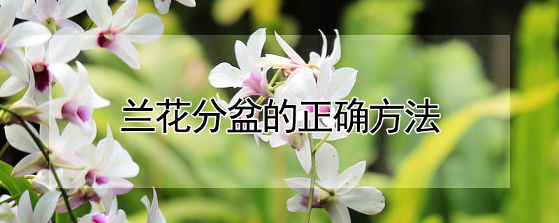 兰花分盆的正确方法