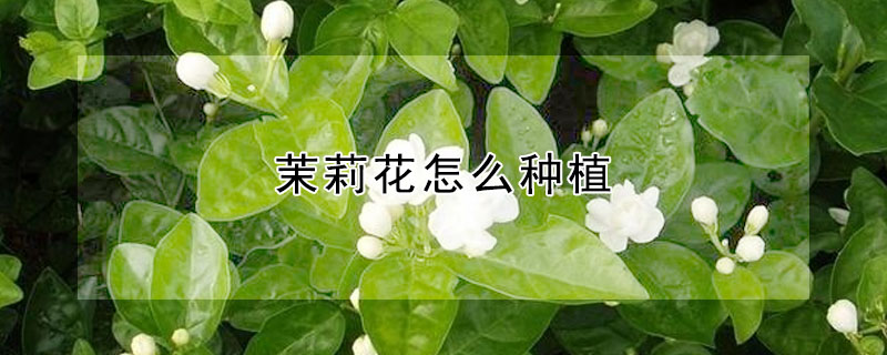 茉莉花怎么种植