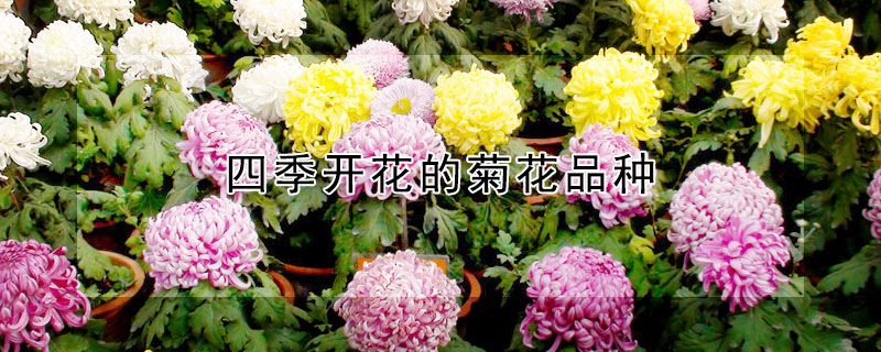 四季开花的菊花品种